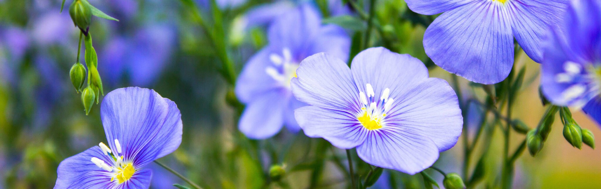 Fleurs de lin macro Avis & témoignages